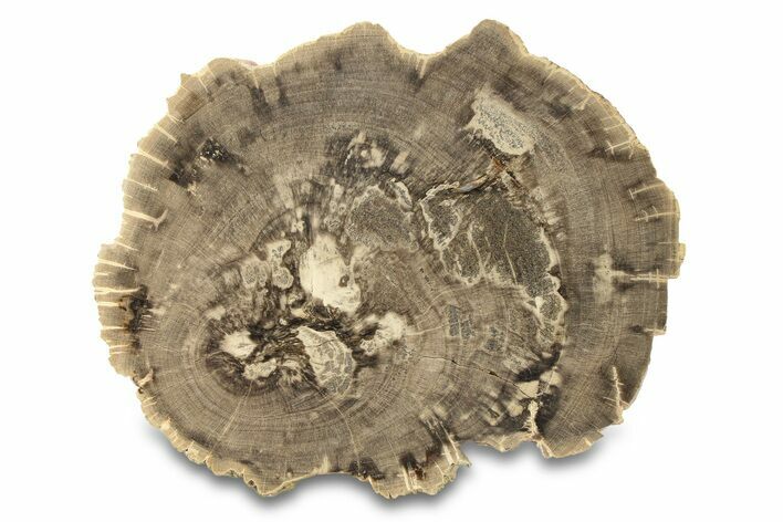 Polished Petrified Wood (Dicot) Round - Texas #289413